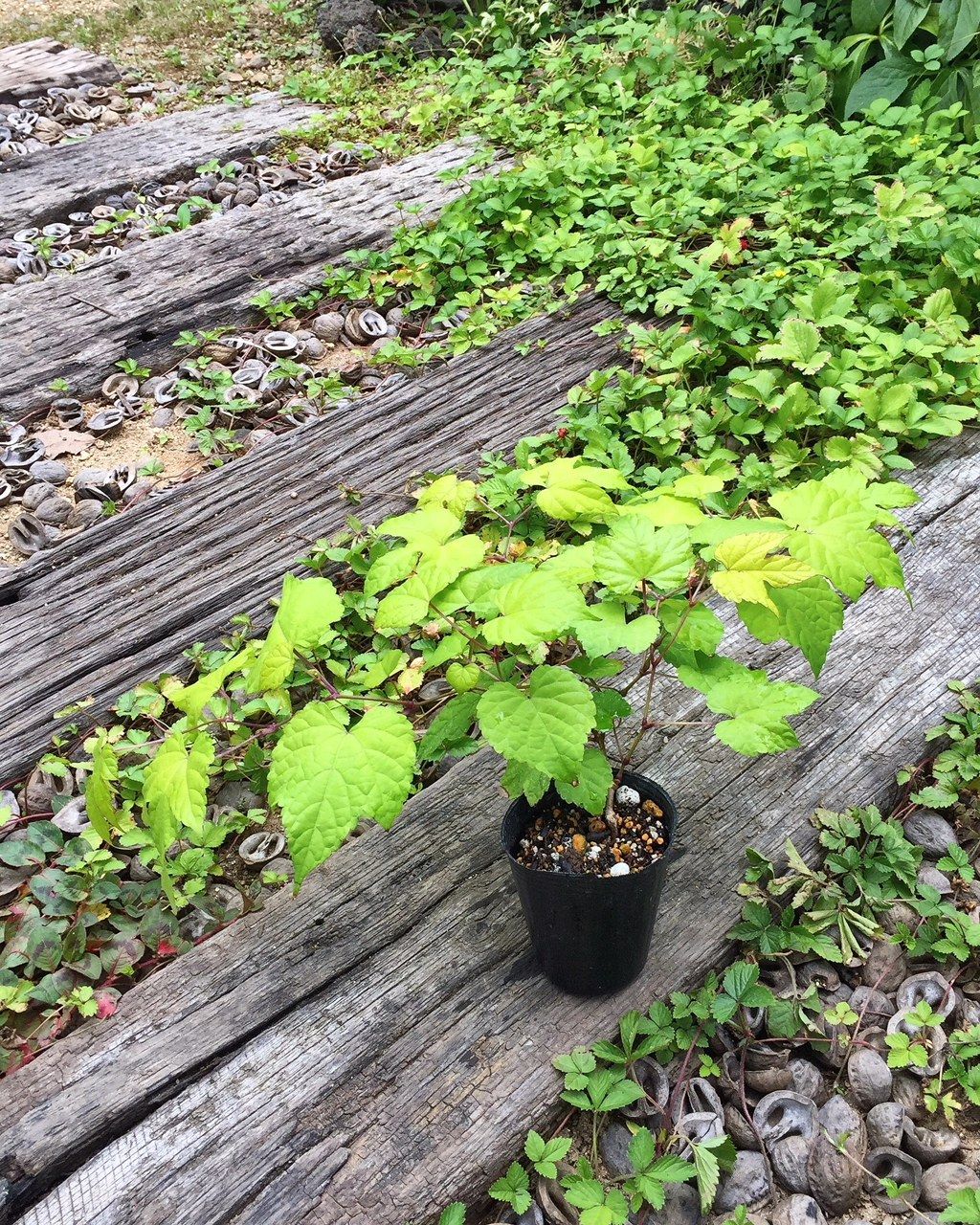 ツル性植物はお庭の秘密兵器だとか フラワーガーデン花音