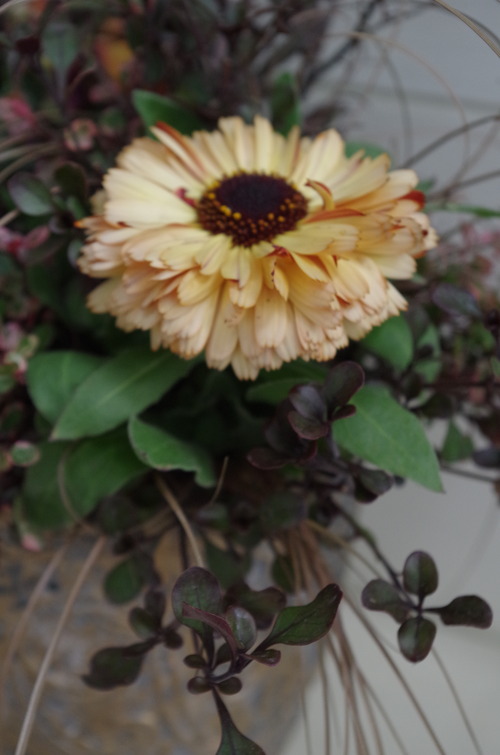 IMGP9644