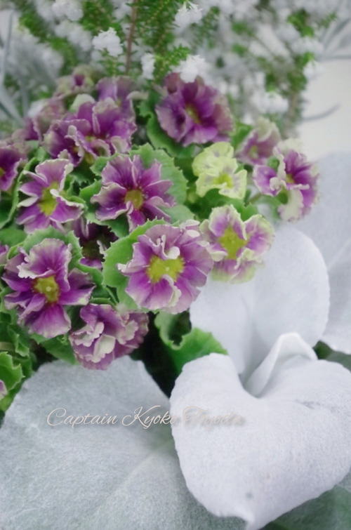 InShot_20220206_192517042