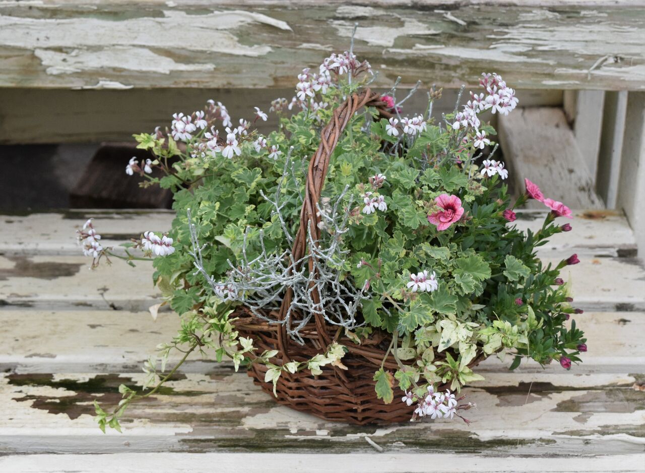 寄せ植えとギャザリング フラワーガーデン花音