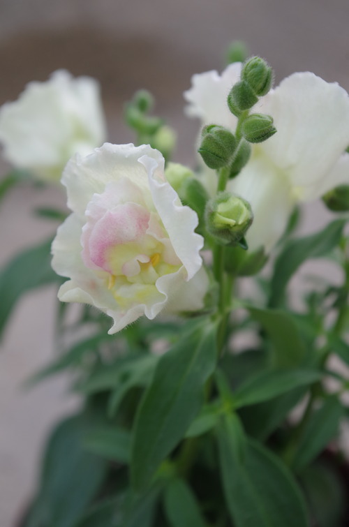 IMGP0401