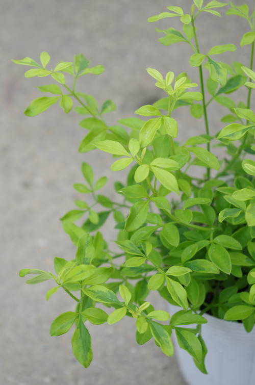 IMGP8813 - コピー