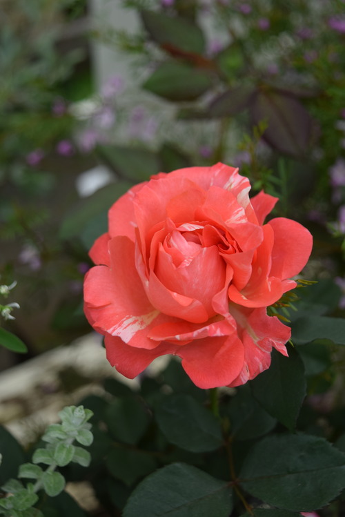 DSC_1906