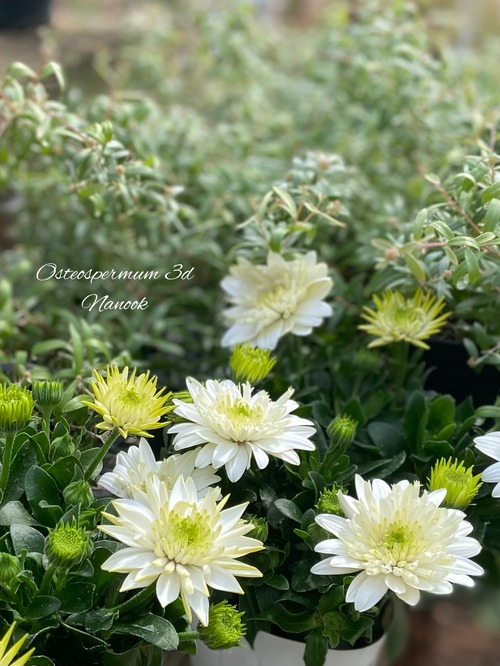 69A3A3B5-B08F-46EA-A582-72F2F9313889