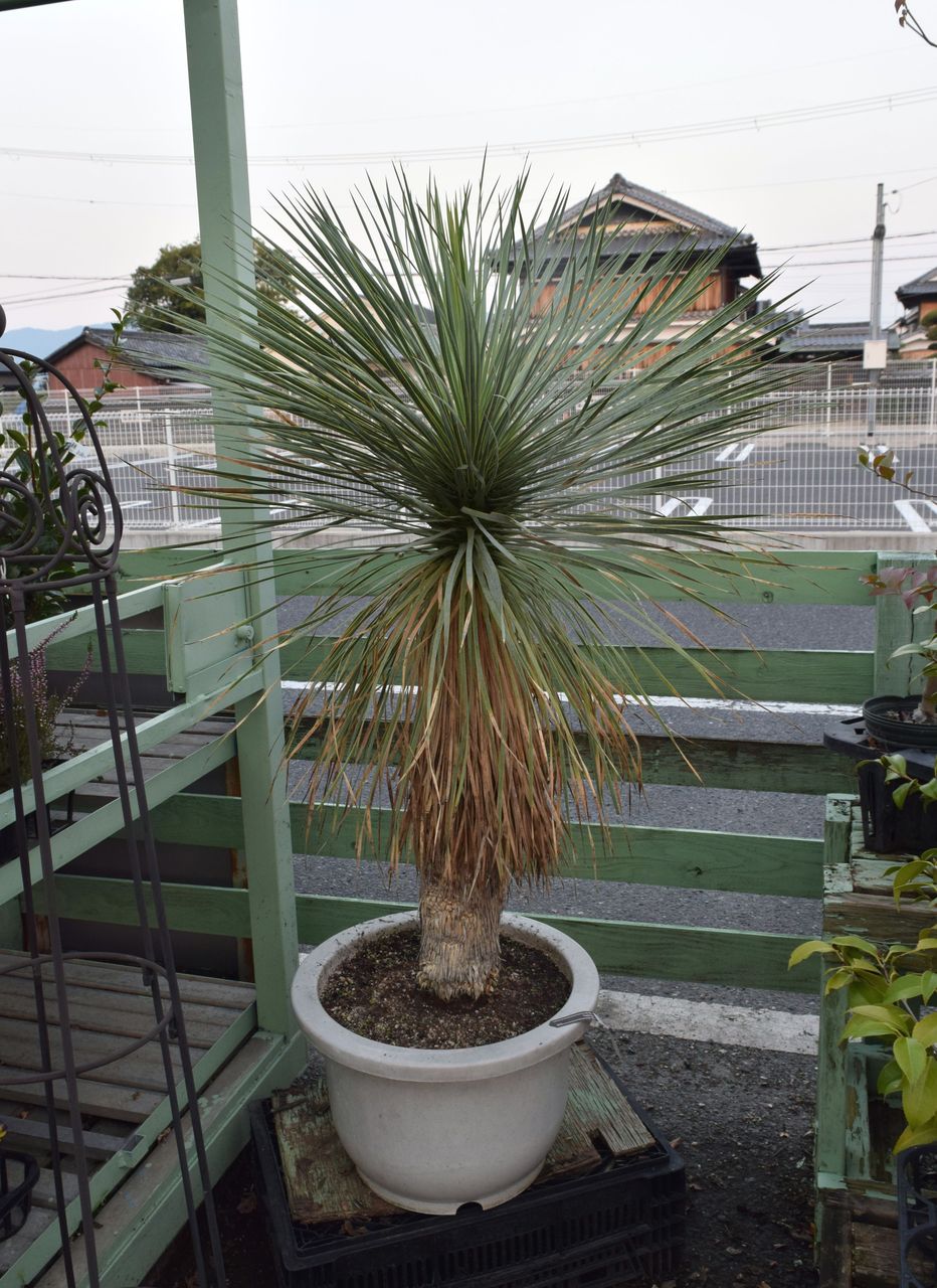 ユッカ ロストラータ フラワーガーデン花音