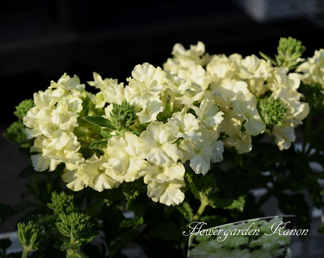 気になった花は フラワーガーデン花音