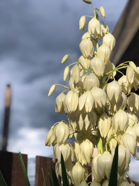 七夕です どんなお花が咲くかのかなあ フラワーガーデン花音