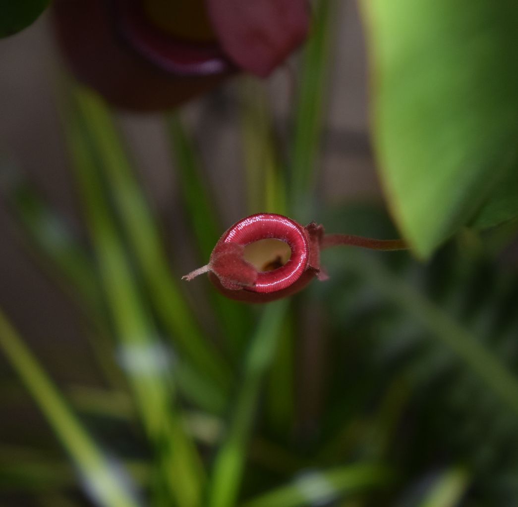 食虫植物 ネペンテス フラワーガーデン花音 食虫植物 ネペンテス フラワーガーデン花音