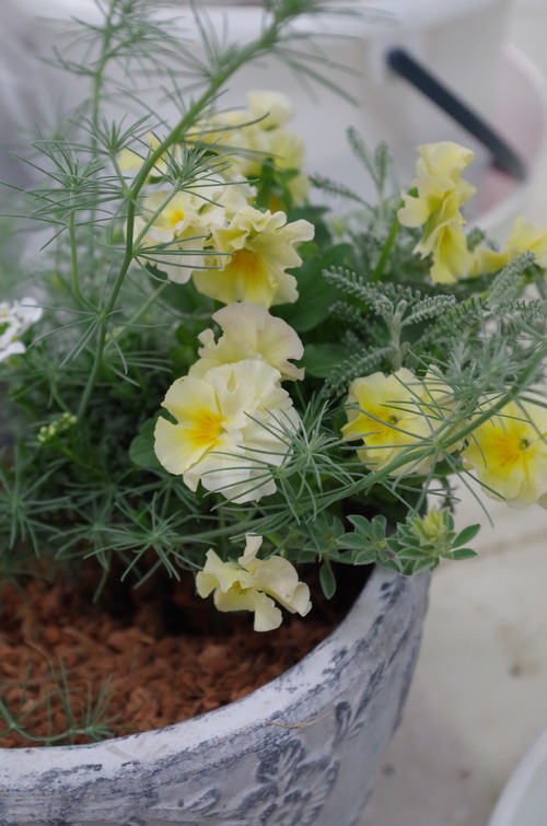 トヨダblog フラワーガーデン花音