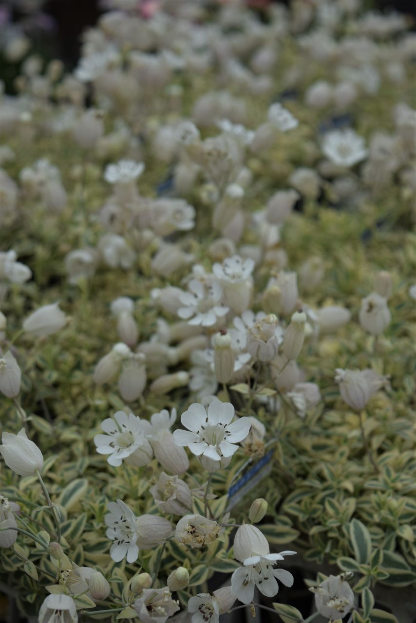 季節の歩みとともに フラワーガーデン花音 季節の歩みとともに フラワーガーデン花音