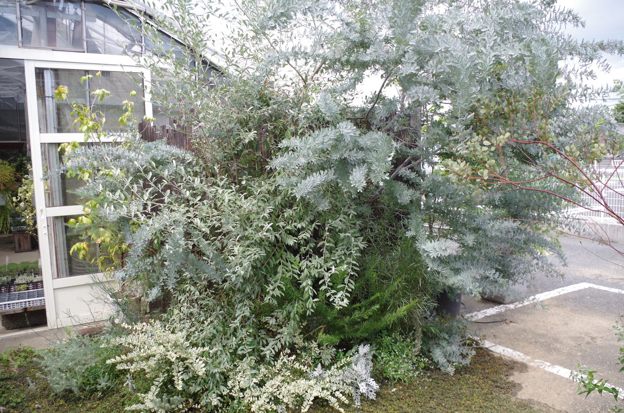 夏の暑さで傷んだギャザリングの剪定にtryしませんか 画像付きでギャザリングリースの剪定方法を伝授しますの巻 フラワーガーデン花音