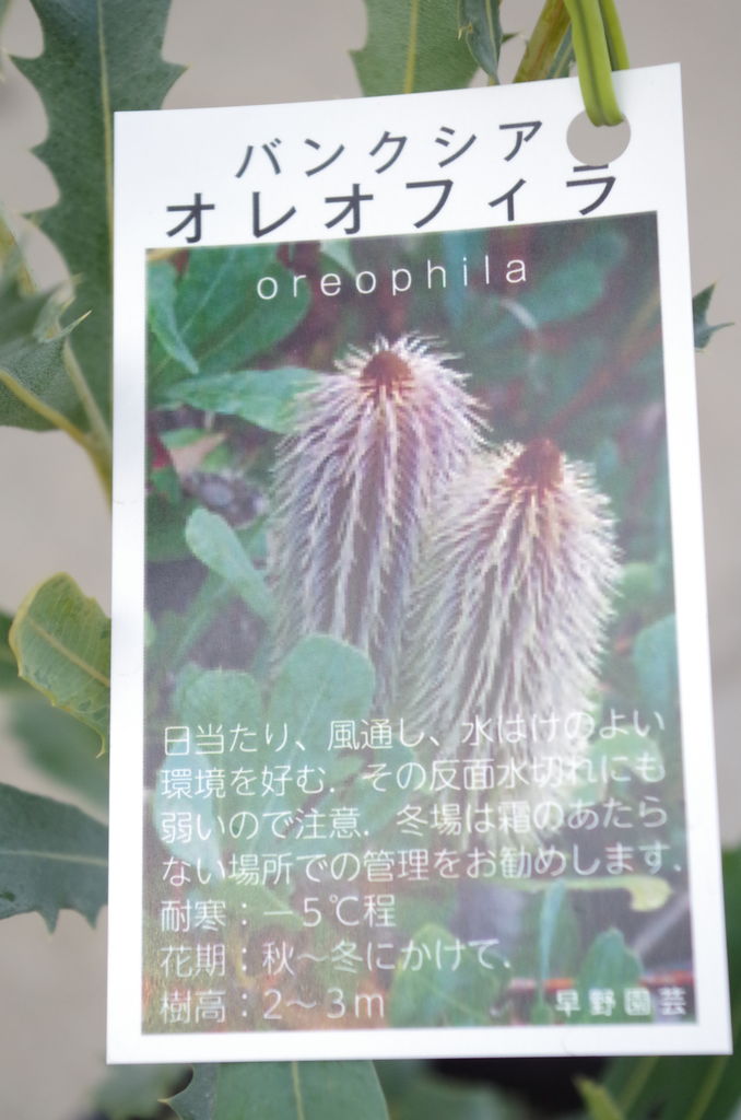 世界一のビンカ生産者北島和幸さんを迎えてビンカギャザリングlesson募集start フラワーガーデン花音 世界一のビンカ生産者北島和幸さんを迎えてビンカギャザリングlesson募集start フラワーガーデン花音