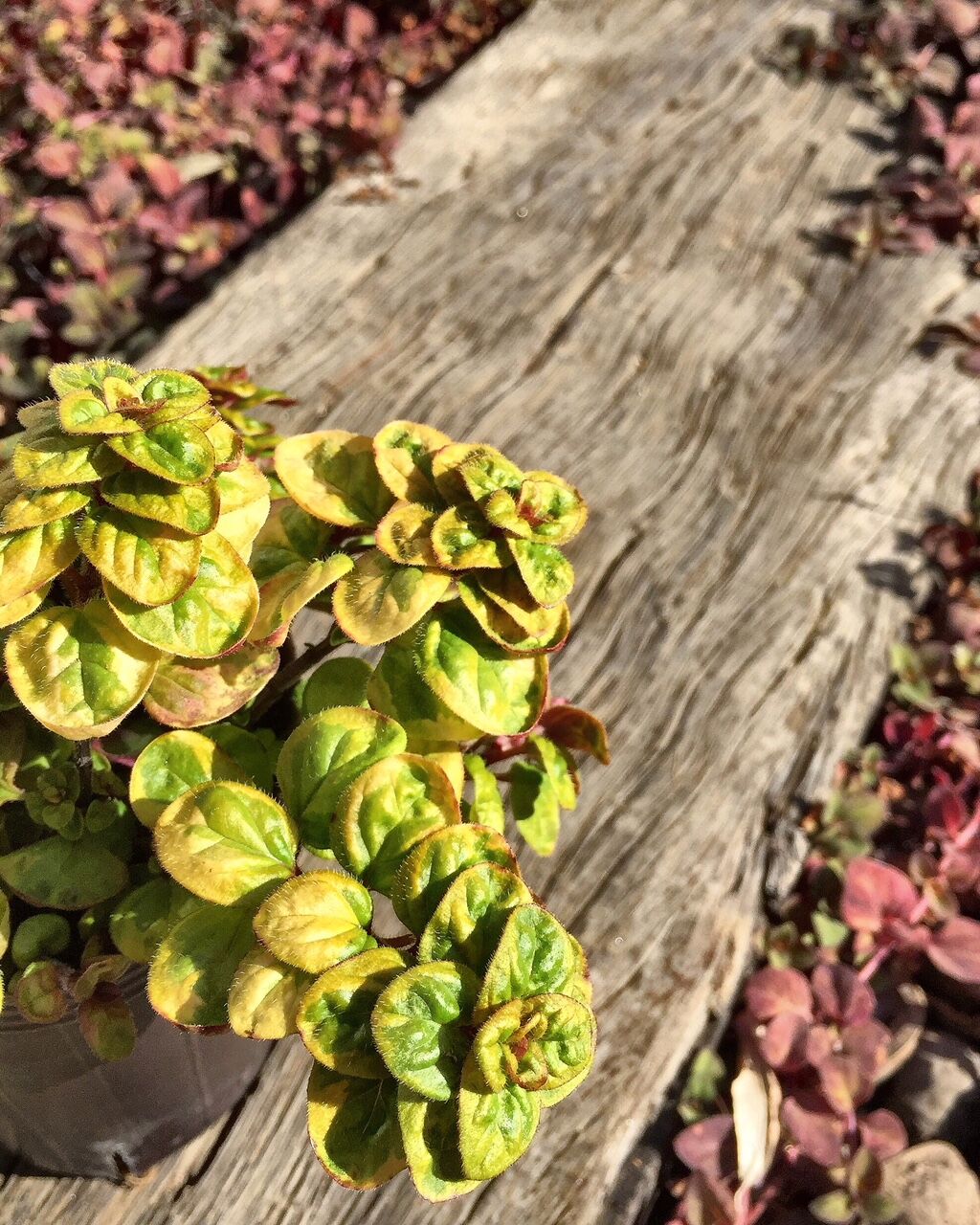 ワイヤープランツ フラワーガーデン花音