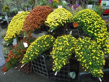 DSCF1480 55