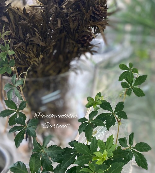 53DF817C-60C0-45AA-9C02-EACD9A853B12