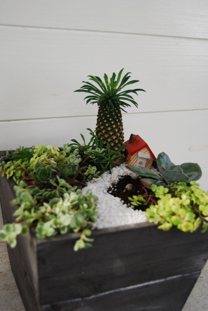 多肉植物のミニチュアガーデン フラワーガーデン花音 多肉植物のミニチュアガーデン フラワーガーデン花音