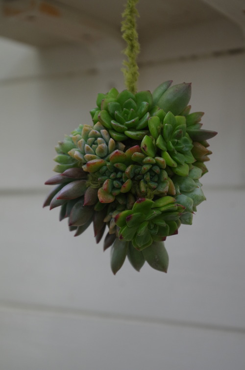 IMGP7681