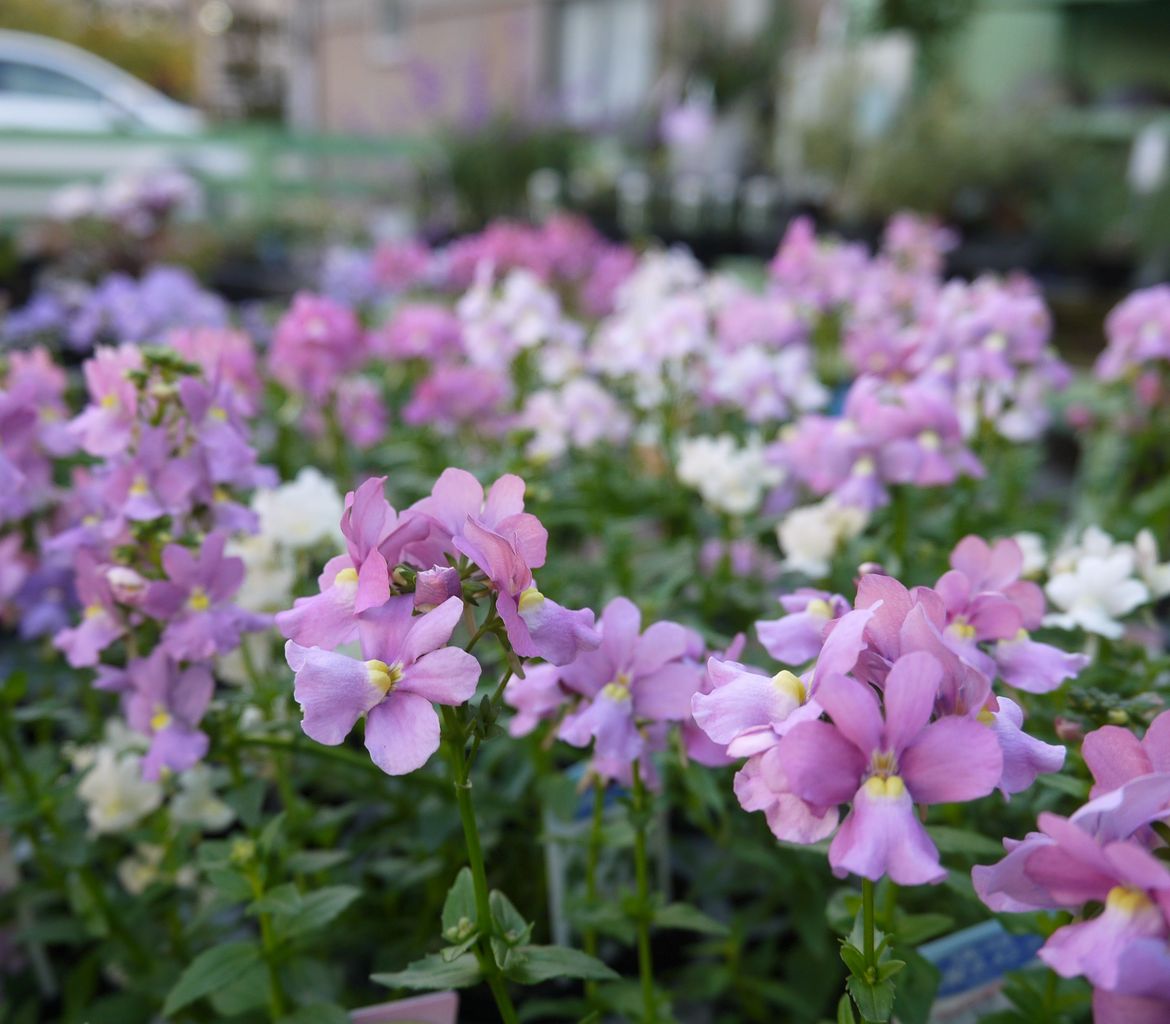 売場で目についた花とリーフ フラワーガーデン花音