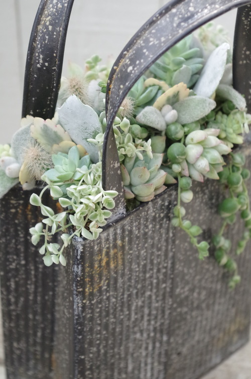 トヨダblog フラワーガーデン花音