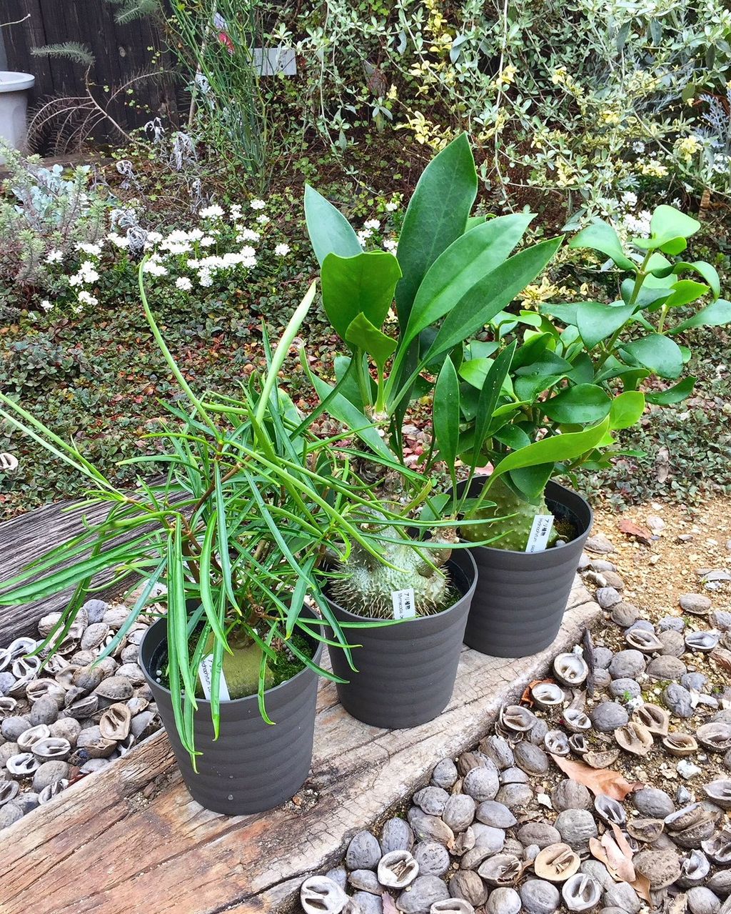 観葉植物 フラワーガーデン花音 観葉植物 フラワーガーデン花音