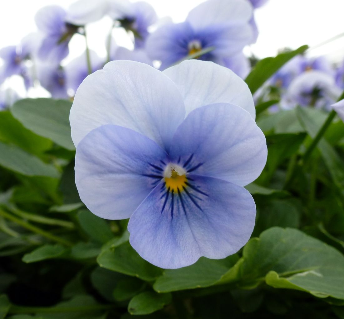 パンジーとビオラ揃ってます フラワーガーデン花音