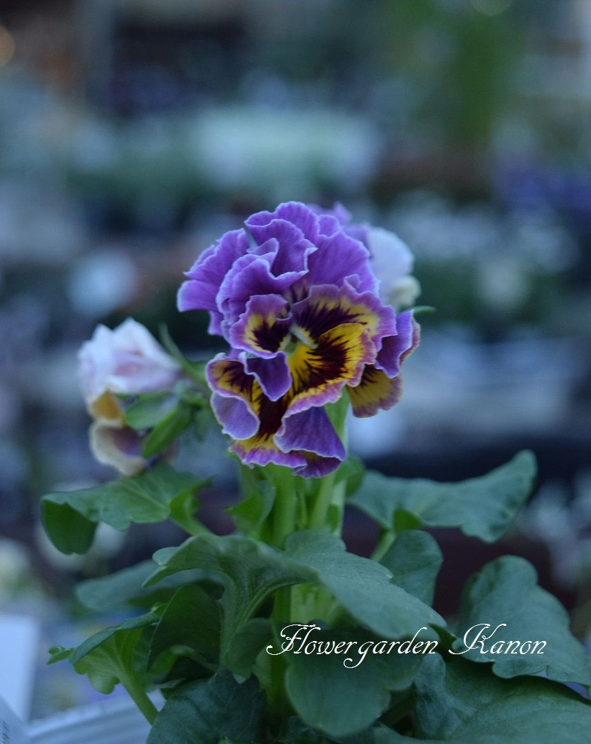 フリンジパンジー ミュシャ フラワーガーデン花音