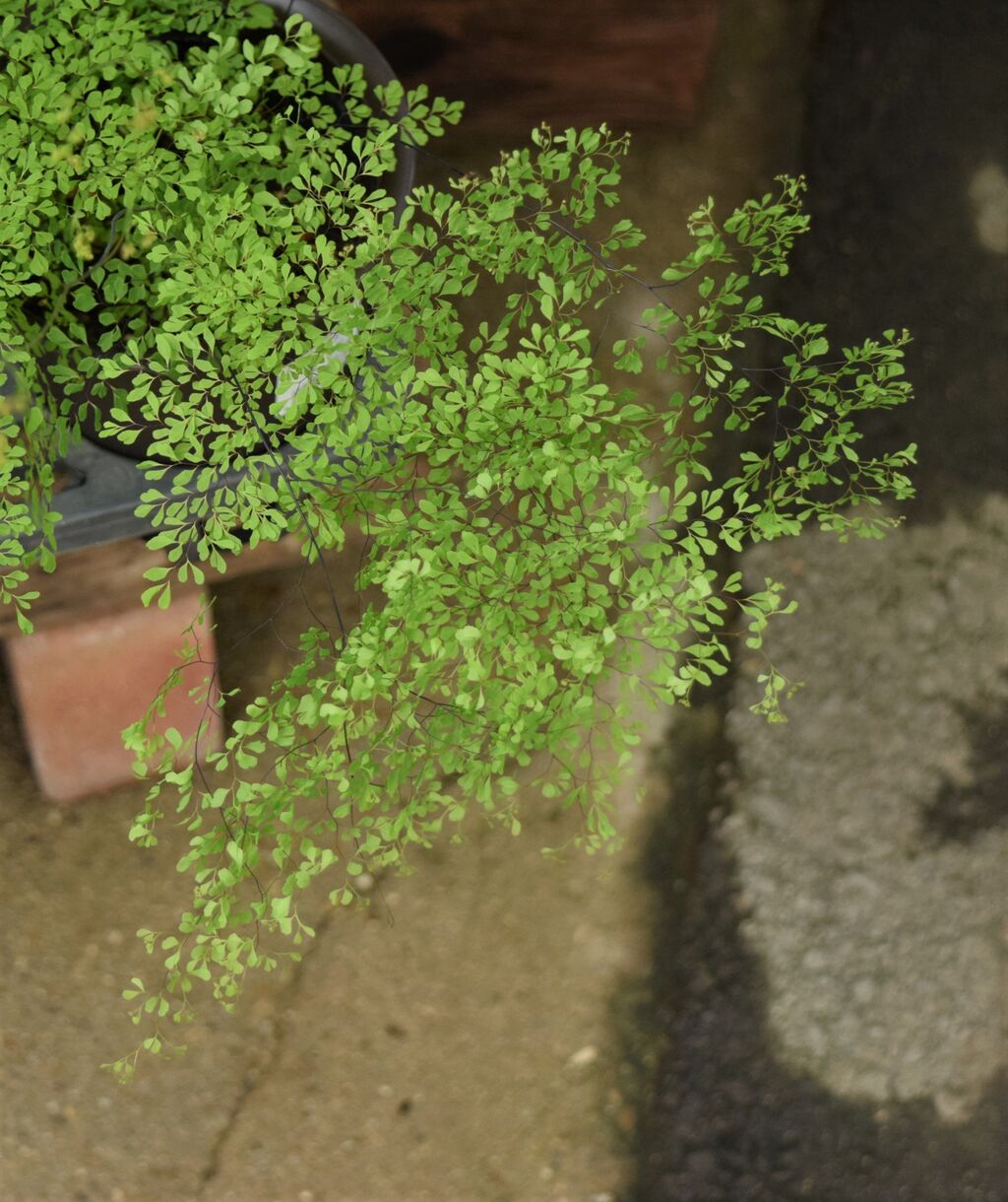 観葉植物の苗はいかが フラワーガーデン花音