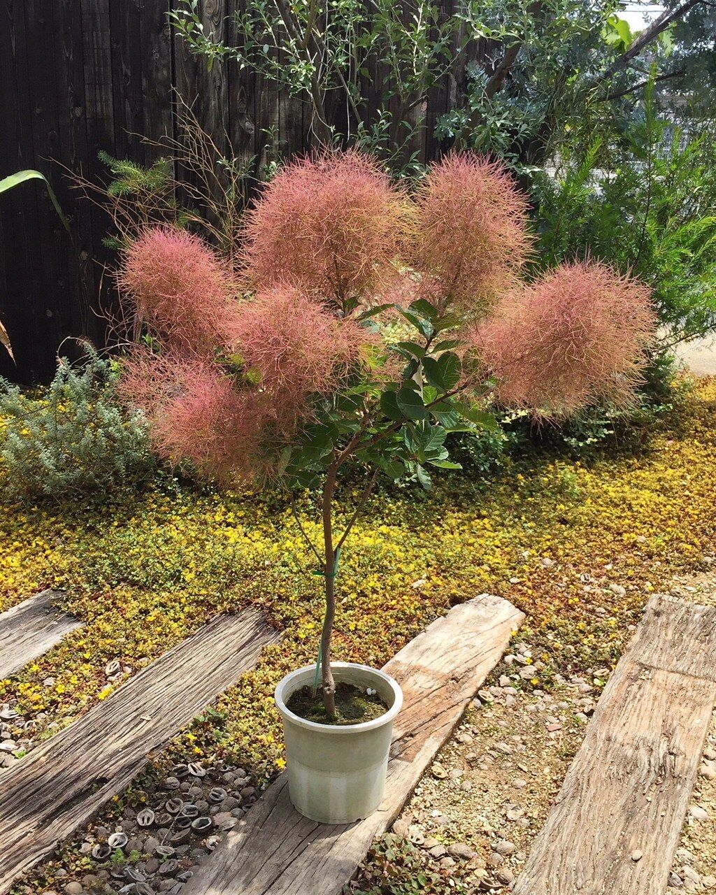 大人気 スモークツリー入荷しましたっ フラワーガーデン花音 大人気 スモークツリー入荷しましたっ フラワーガーデン花音