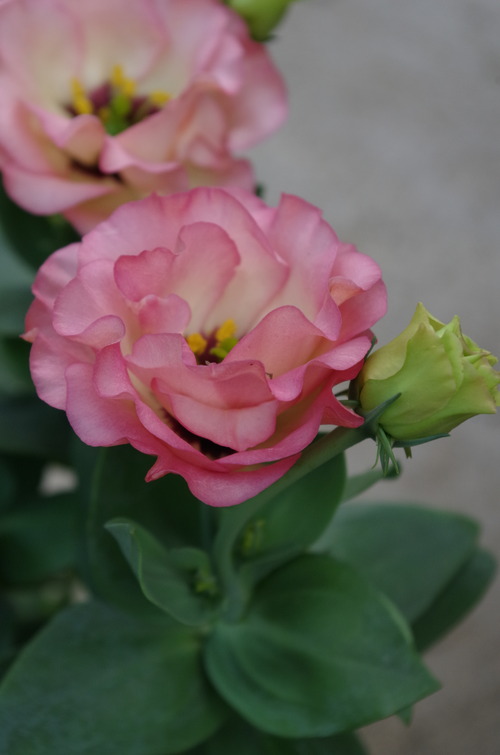 IMGP0281