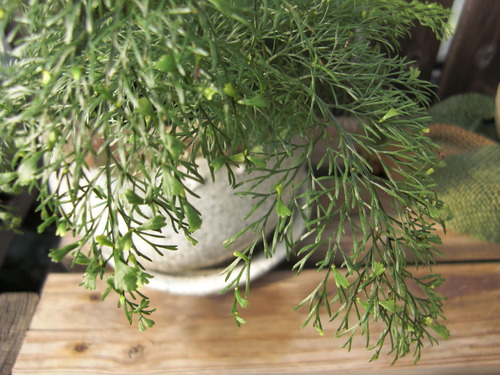 寄植え フラワーガーデン花音 寄植え フラワーガーデン花音