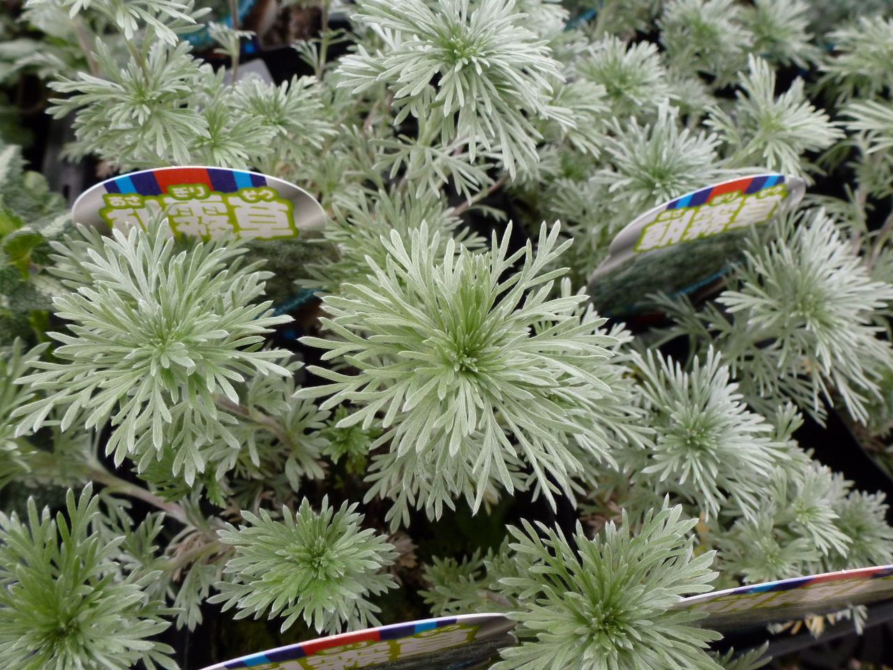 リーフ フラワーガーデン花音