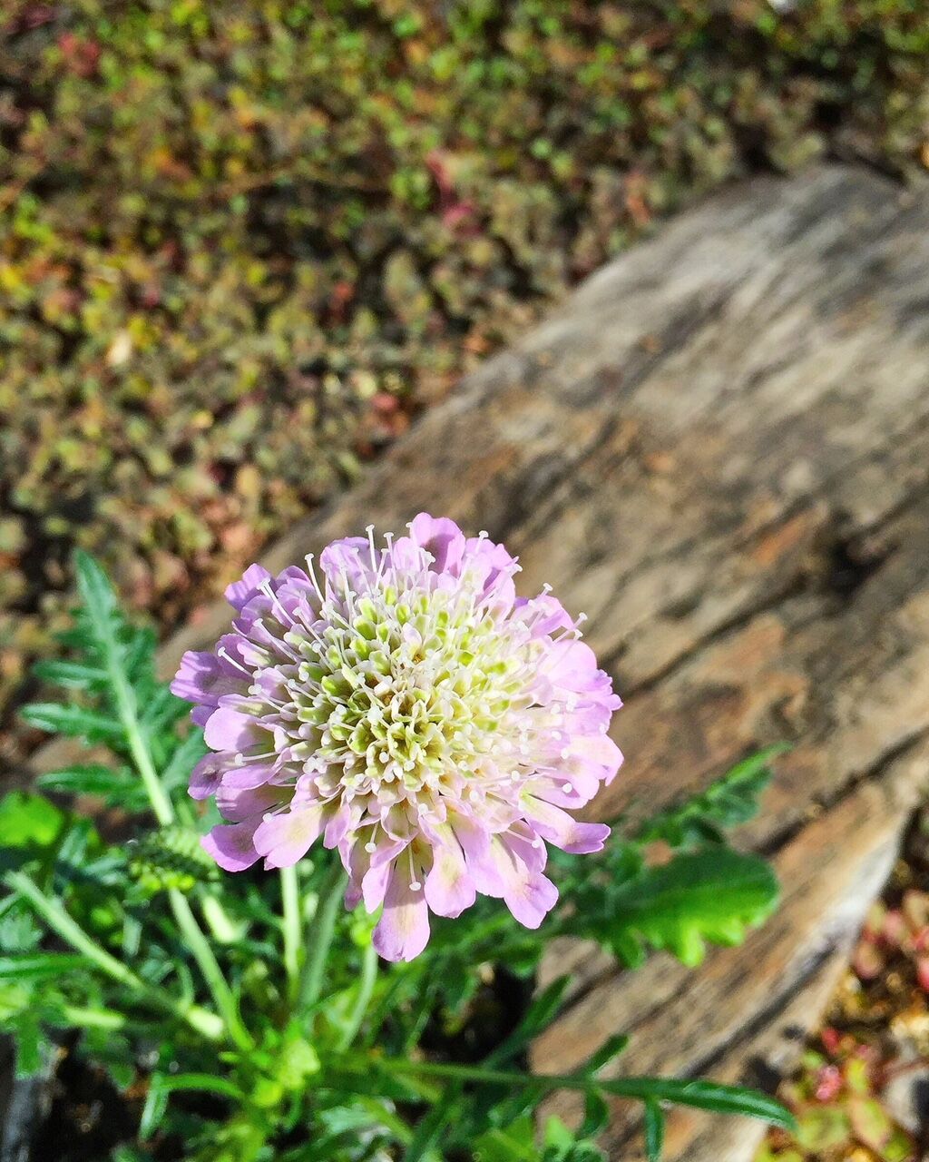 花壇 フラワーガーデン花音
