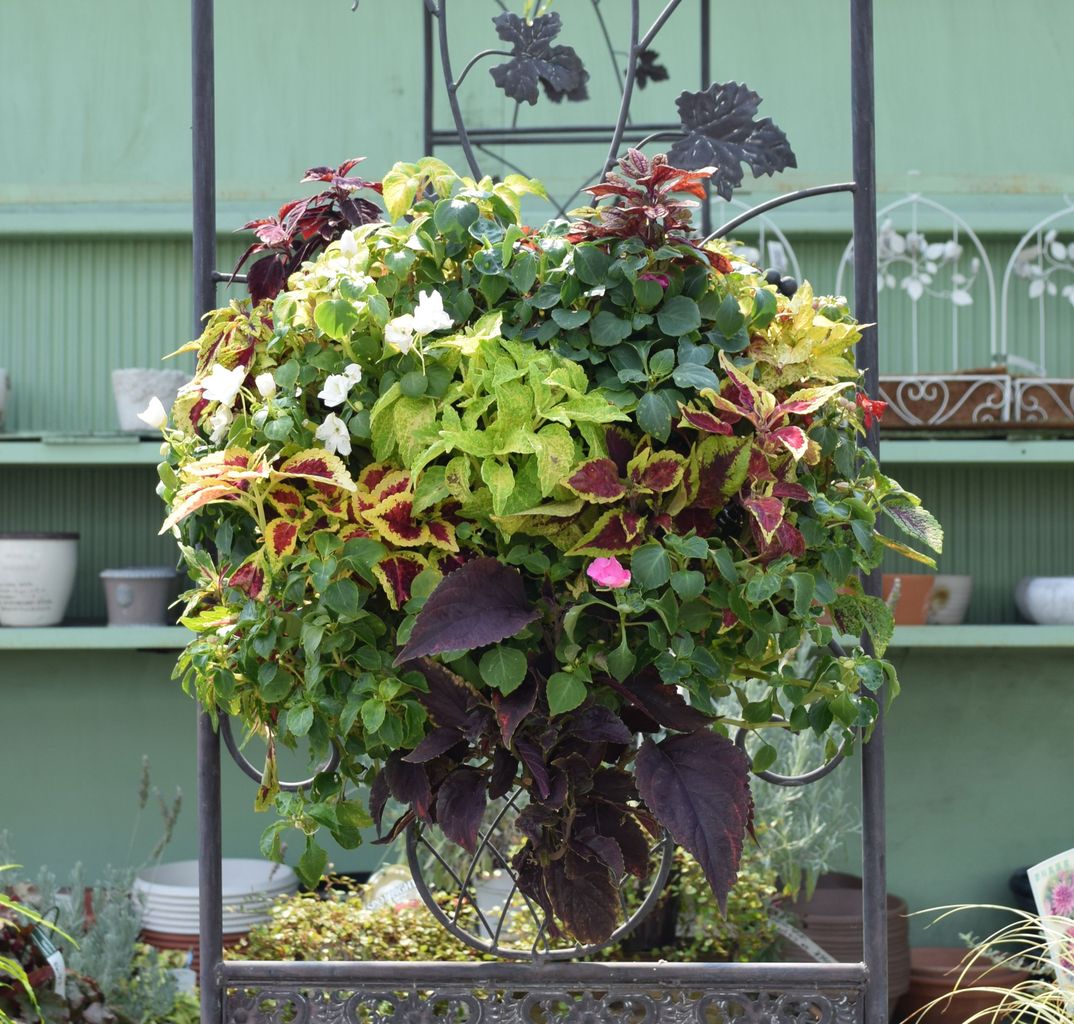 夏のハンギング フラワーガーデン花音