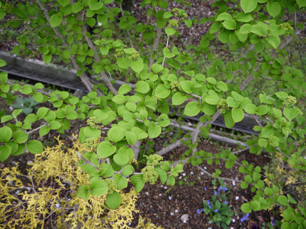 厳しかった冬を耐えた花壇の花 フラワーガーデン花音