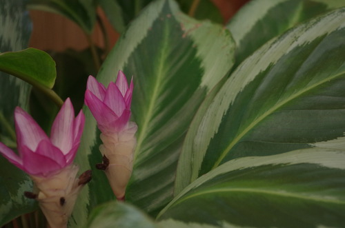 うぶ毛植物 フラワーガーデン花音 うぶ毛植物 フラワーガーデン花音