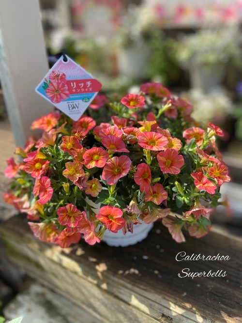 AB77CCB7-FDFE-4443-8F40-D08975A36D0E