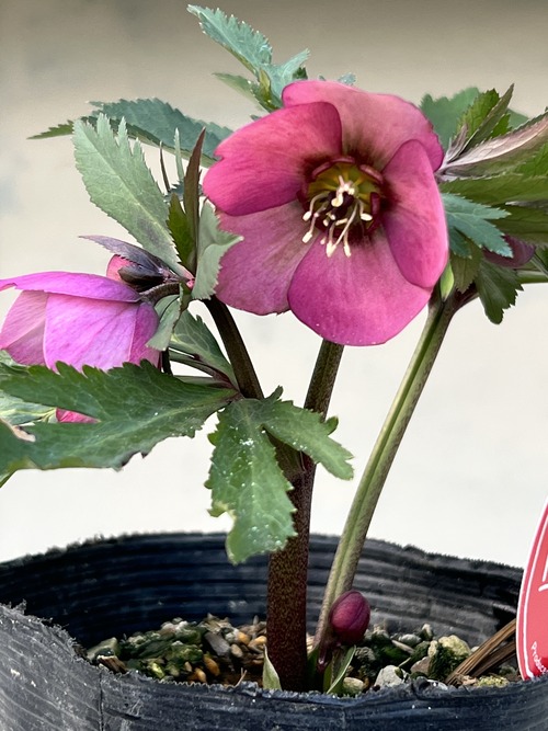 AD4C3DFD-632D-45DA-B7E7-DB7B1ED95401