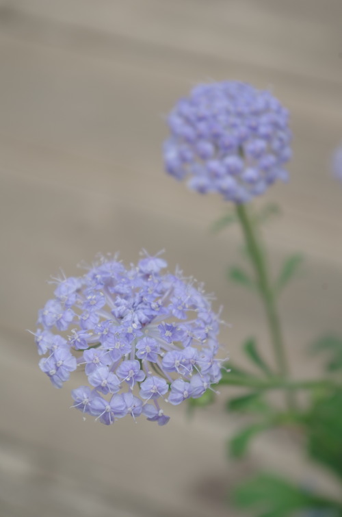 IMGP6751
