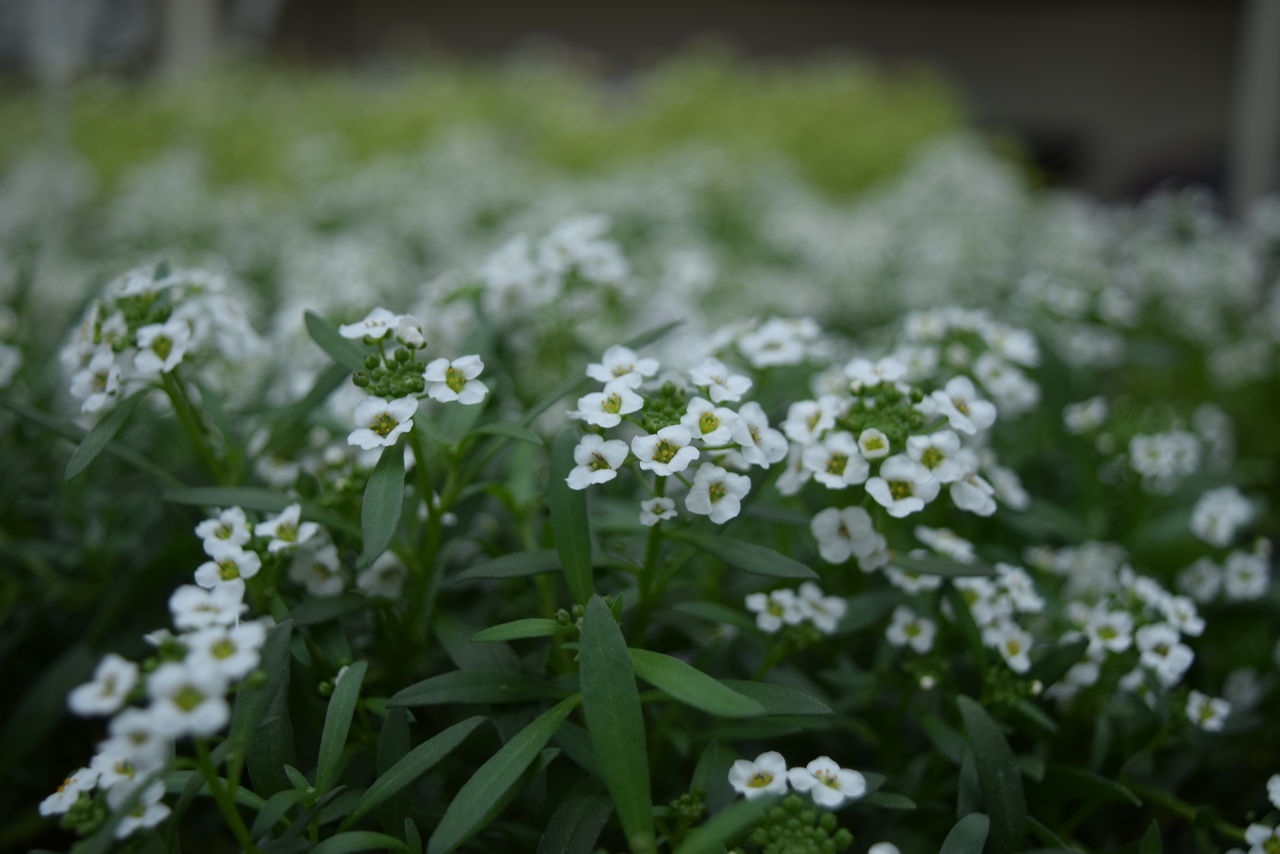 白い小さな花が可愛くて フラワーガーデン花音