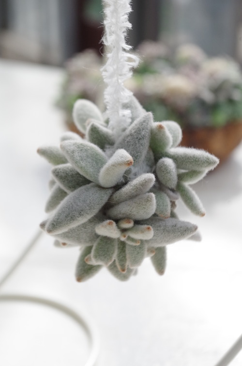 IMGP7607