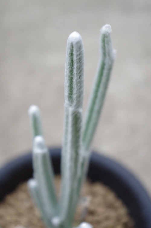 IMGP0260