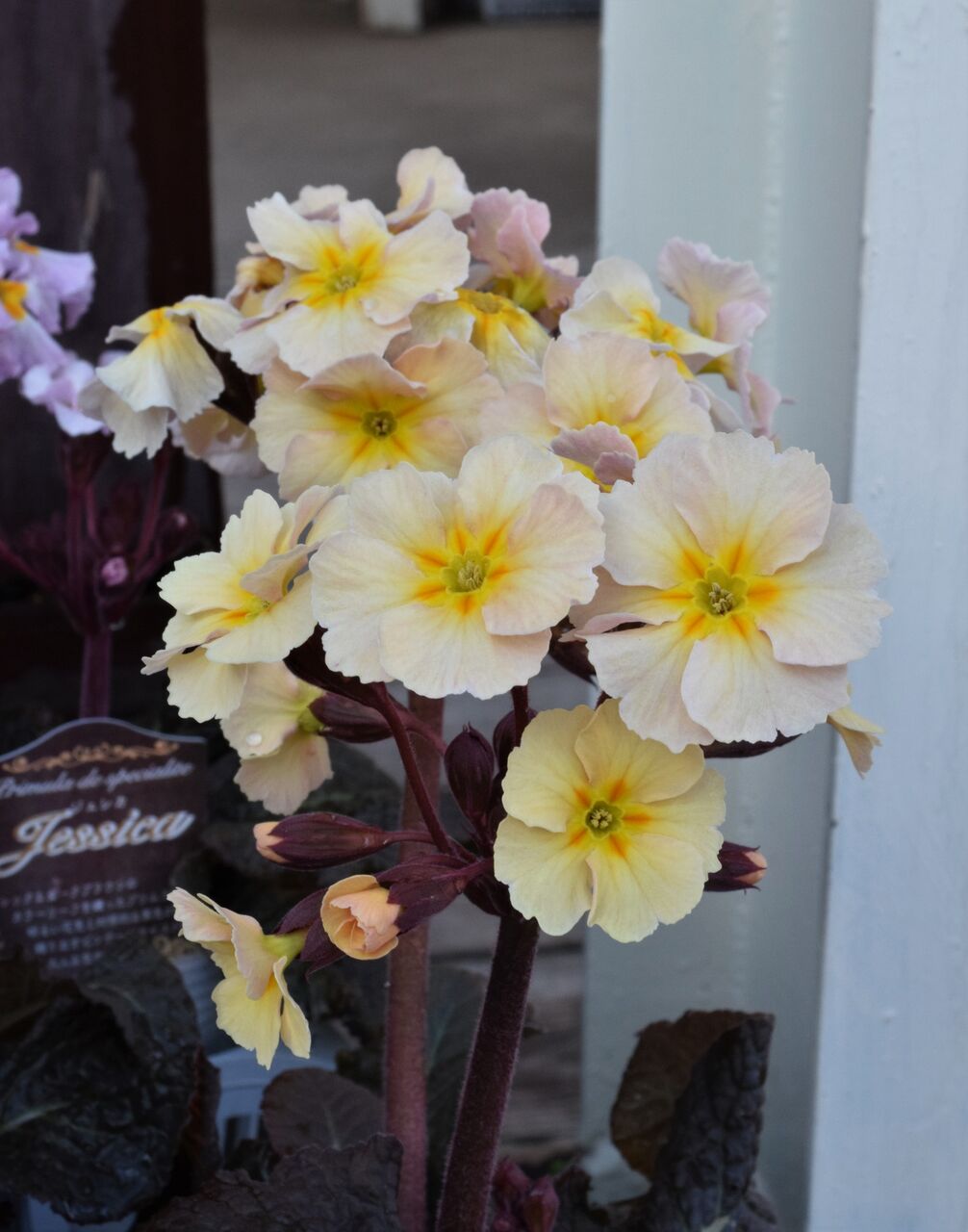 フラワーガーデン花音