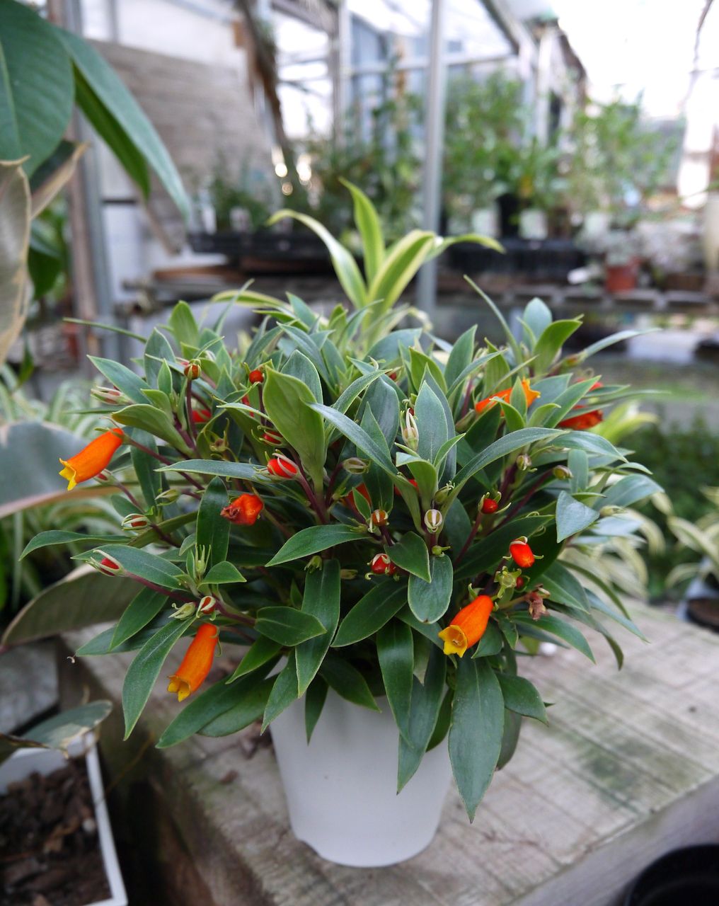 13年09月 フラワーガーデン花音