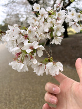 桜を観に行きました！ FROMとしや【An independenceのブログ】