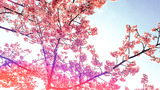 桜の季節！　From さとる【An independenceのブログ】