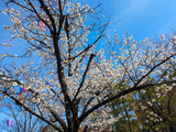 お花見に行きました！　From なつき【An independenceのブログ】