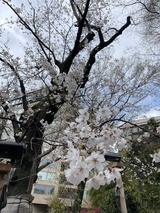 3月度🎎🌸御礼　FROMきょうすけ【An independenceのブログ】