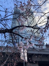 春は もうすぐ そこに🌸 FROMきょうすけ【An independenceのブログ】