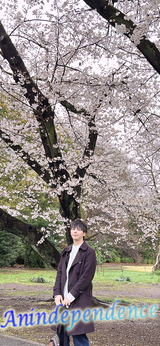 桜を観に行きました！ FROMとしや【An independenceのブログ】