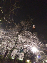 桜咲きましたね！FROMこうすけ【An independenceのブログ】